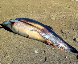  ??  ?? La stenella ritrovata ieri sulla spiaggia di Baratti