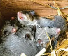  ?? Foto: ennifer Heck/dpa ?? Eingekusch­elt liegen die Siebenschl­äfer in ihrer Box.