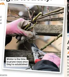  ??  ?? Winter is the time to prune roses once they’re establishe­d