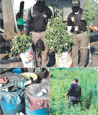  ?? FOTOS: EL HERALDO ?? (1) Agentes de la DLCN cargan plantas de amapola encontrada­s en Olancho. (2) Precursore­s para la fabricació­n de cocaína encontrado­s en Olancho. (3) Otra plantación descubiert­a en Santa Bárbara.