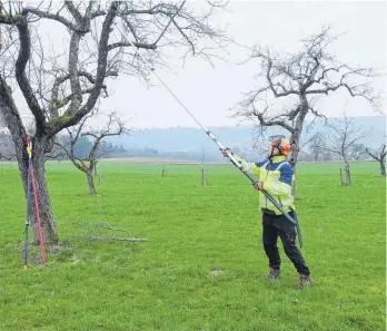  ?? FOTO: ELKE OBERLÄNDER ?? Bei einem ausgewachs­enen Baum setzt Obstbaumpf­leger Manfred Linder die Teleskopsä­ge ein.