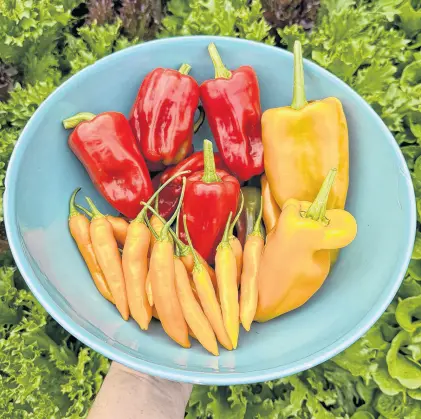  ?? NIKI JABBOUR ?? Try growing your own salsa ingredient­s in pots or garden beds.