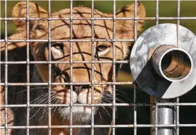  ?? Robin Jerstad / Staff photograph­er ?? A lion looks out from its enclosure in 2016 at the San Antonio Zoo. African lions and Sumatran tigers will be among the first
San
Antonio Zoo animals to receive a COVID-19 vaccine.