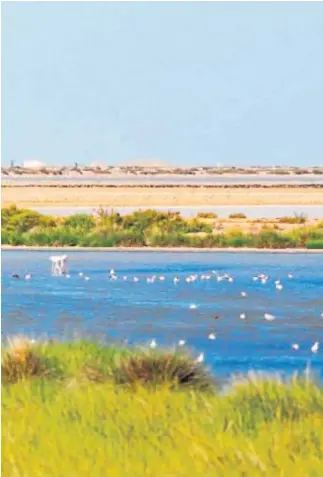  ??  ?? Las fábricas de Coca Cola y de
Heineken en Andalucía han
liderado iniciativa­s para devolver a su origen el agua
que utilizan.