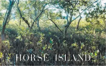  ??  ?? Need2Read highlights that Horse Island is a beautiful book for anyone interested in gardening, regenerati­on and the environmen­t.