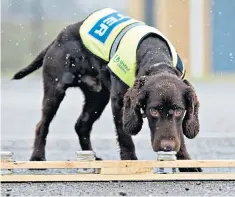  ??  ?? Snipe, a 16-month-old cocker spaniel, is being used to detect water leaks in rural areas