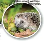  ?? ?? Ungeliebte Gäste: Sowohl Schnecken als auch Igel erfüllen jedoch wichtige Funktionen im Ökosystem.