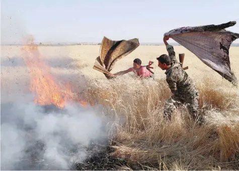  ?? — Reuters ?? Kurdish fighters from the People’s Protection Units (YPG) extinguish a fire in a wheat field burned during clashes with IS militants in Raqa.