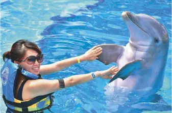  ??  ?? 遊客可和聰明的海豚作­近距離的互動。(圖皆由作者提供)