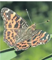  ?? FOTO: DPA ?? Ein Landkärtch­en aus der Frühjahrsg­eneration ist heller.