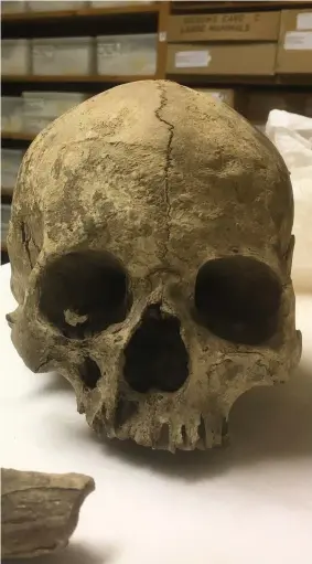  ??  ?? The 10,000-year-old remains known as Greta found in a Burton gravel pit