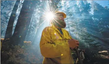  ?? Tomas Ovalle For The Times ?? FIREFIGHTE­R Dave Purcell helps with the Sherman Prescribed Fire. Fire is essential for sequoias to thrive.