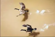  ?? MARLA BROSE/JOURNAL ?? ABOVE: Canada geese take flight near the bank of the Rio Grande north of Central Avenue.
TOP: Kim Ward, right, and Monika Skiba, ABQ BioPark aquarists, search for silvery minnow eggs in the Rio Grande east of San Antonio. High flows this spring make...
