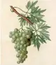  ??  ?? vitis Duhamel du Monceau, H.L., Traité des arbres et arbustes, (1800-1819)