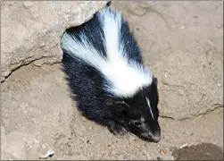  ?? ?? A skunk kitten peers out from a hole under a house to see where its siblings have gone.