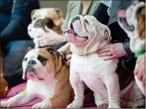  ??  ?? casting call: Bulldogs and their owners on the Legally Blonde pink carpet prepare to dazzle the judges