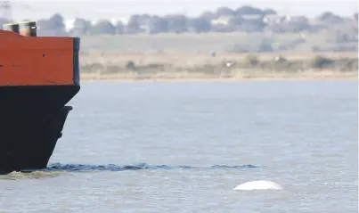  ?? Picture: Reuters ?? A beluga whale swims in the River Thames near Gravesend, east of London, Britain, yesterday.