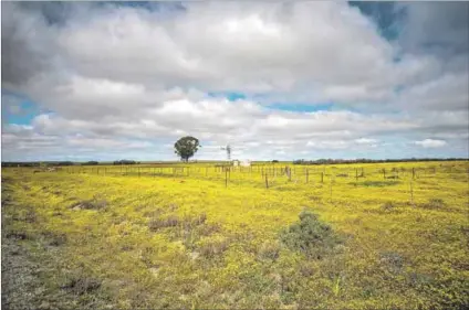  ?? Photos: David Harrsion ?? Blooming: Flowers covers the landscape in the Hantam region of the Northern Cape (above). Kokerbome (below), also indigenous to the area, were used to make quivers for arrows.