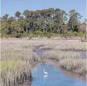  ?? STEPHEN B. MORTON/AP ?? An egret in a salt marsh at Parris Island, S.C. Some scientists say by 2099 three-fourths of the 8,000-acre base could be under water on a daily basis.