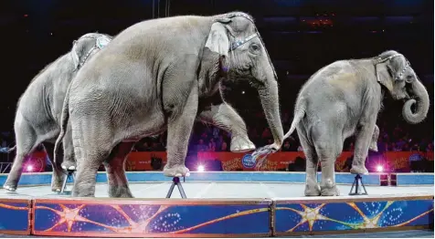 ?? Foto: Bill Sikes, dpa ?? Die Elefanten des Traditions­zirkus sind seit einem Jahr nicht mehr in der Manege zu sehen.
