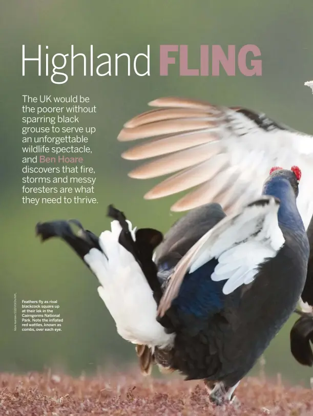  ??  ?? Feathers fly as rival blackcock square up at their lek in the Cairngorms National Park. Note the inflated red wattles, known as combs, over each eye.