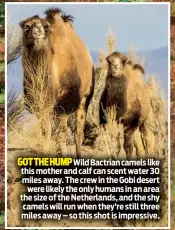  ??  ?? GOTTHEHUMP Wild Bactrian camels like this mother and calf can scent water 30 miles away. The crew in the Gobi desert were likely the only humans in an area the size of the Netherland­s, and the shy camels will run when they’re still three miles away – so this shot is impressive.