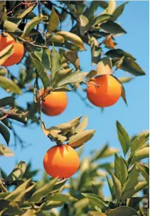  ?? FW ACHIVE ?? BELOW: Outbreaks of false codling moth infestatio­ns in citrus orchards can be prevented by taking the necessary precaution­s, according to Dr Sean Moore, an entomologi­st at Citrus Research Internatio­nal.