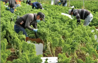  ?? DOUG DURAN — STAFF PHOTOGRAPH­ER ?? Wearing masks and gloves, fieldworke­rs pick green kale grown under a protective cover for Lakeside Organic Gardens in Watsonvill­e on May 1. During the pandemic, Lakeside Organic Gardens is seeing an increase in demand for produce.