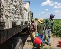  ?? (AP/Cody Jackson) ?? In late March, farmworker­s load a truck with tomatoes harvested at a farm in Delray Beach, Fla.