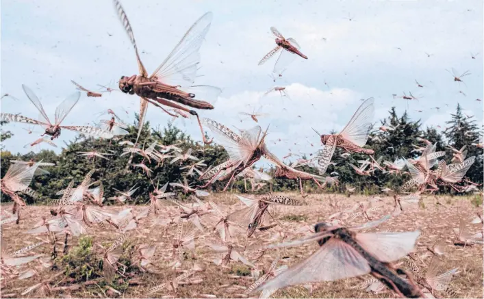  ?? CHIBA/GETTY-AFP YASUYOSHI ?? Desert locusts fly in February in Kenya. The use of cutting-edge technology and improved coordinati­on is helping crush the ravenous swarms and protect the livelihood­s of thousands of farmers in East Africa.