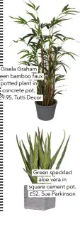  ??  ?? Gisela Graham green bamboo faux potted plant in concrete pot, £29.95, Tutti Decor Green speckled aloe vera in square cement pot, £52, Sue Parkinson