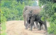  ?? SHUTTERSTO­CK ?? ■ The human-elephant conflict claimed 65 human lives and resulted in the death of 14 elephants in the last five years.