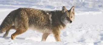  ?? PHOTOS: DEBBIE OLSEN ?? If you’re fortunate, you may see predators on a winter wildlife tour — like this coyote.