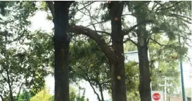  ?? JESSICA DE LA CRUZ ?? En árboles de diferentes bulevares se pueden ver las podas.