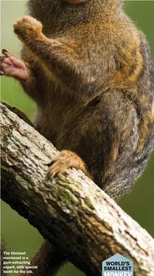  ??  ?? The titchiest marmoset is a gum-extracting expert, with special teeth for the job.