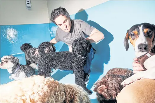  ??  ?? Steven Doppelt, a volunteer, pets dogs staying at Biscuits and Bath doggy day care in New York.