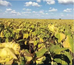  ?? ?? The current sunflower crop takes up close to 400ha with the participan­ts confident that they can plant about 2 000ha in the next production season. The idea is to have at least 3 000ha planted in the next five years.