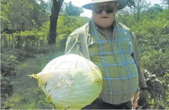  ?? BY DOLLIE ATKINS ?? Lewis Atkins grew eights cabbages weighing 17 lbs each.