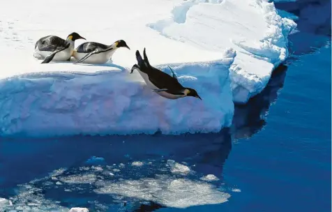  ?? Foto: Liu Shiping, Xinhua/dpa ?? Das sind Kaiserping­uine, die von einer Eiskante ins Meer springen. Hier müssen die Pinguine später auch wieder raufkommen. Doch das ist kein Problem: Dank eines Tricks können sie gut springen.