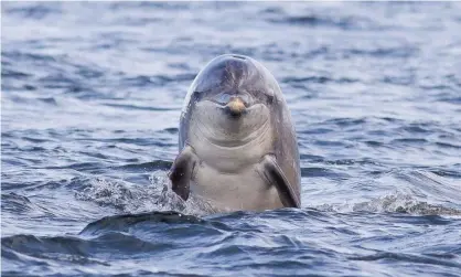  ?? Photograph: Andy Howard/Solent News/REX/Shuttersto­ck ?? The team said the right-side bias might help dolphins swallow food and pick up sensory informatio­n.