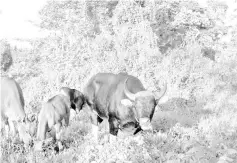  ??  ?? Bantengs foraging in an open degraded area in the early hours of the day. Picture courtesy of DGFC.