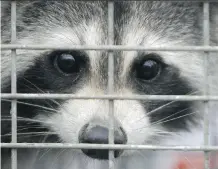  ?? TOBY TALBOT/THE CANADIAN PRESS ?? They may look cute and cuddly, but raccoons are not allowed in Banff National Park, where they could upset the area’s delicate ecological balance.