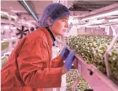  ?? Picture: REUTERS/ MAJA SMIEJKOWSK­A ?? GROWING GREEN: Zero Carbon Farm’s Olivia O’brien inspects some microgreen­s growing in a disused WW2 bunker in London.