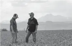  ?? Timothy Hurst, The Coloradoan ?? Paul Schlagel, right, and his son Scott, 32, stand in a sugar beet field at their farm in Longmont. “Sugar beets are part of our heritage, but it’s also deeper than that,” says Schlagel, a 63-year-old lifelong farmer. “The sugar beet grower group is small, but we are dedicated to the sugar industry and keeping it going for generation­s.”