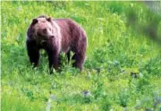  ?? AP PHOTO/JIM URQUHART ?? In 2011, a grizzly bear roams near Beaver Lake in Yellowston­e National Park, Wyo.