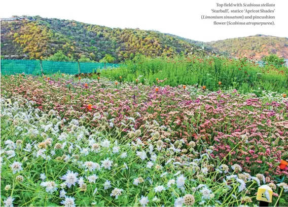  ??  ?? Top field with Scabiosa stellata ‘Starball’, statice ‘Apricot Shades’ (Limonium sinuatum) and pincushion flower (Scabiosa atropurpur­ea).