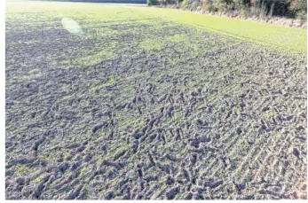  ??  ?? Se baladant en bande, les sangliers occasionne­nt des dégâts très importants dans les exploitati­ons agricoles. La terre est retournée. (Photo d’archive et d’illustrati­on).