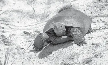 ?? JOE BURBANK/ORLANDO SENTINEL ?? A gopher tortoise on the shoreline of the St. Johns River Water Management District’s Eustis sand mine lake.