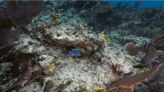  ?? CAROLYN VAN HOUTEN/THE WASHINGTON POST ?? Um peixe-espiga azul nada entre corais perto de Key Largo, na Flórida, em novembro do ano passado: temperatur­as nunca antes vistas