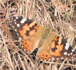  ??  ?? Rare A painted lady butterfly like this one was spotted at the Falls of Clyde (Pic by Philip Precey)